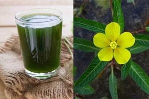 Cách chữa trào ngược dạ dày bằng cây rau mương