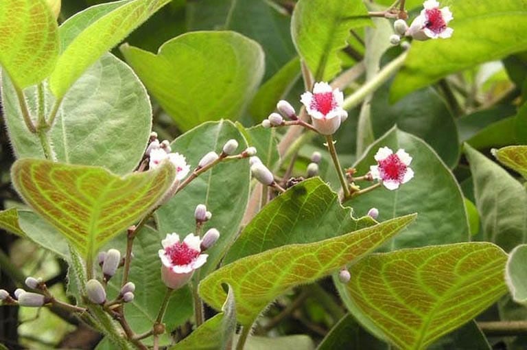 Thuốc nam có nguồn gốc thảo mộc, dễ kiếm và lành tính