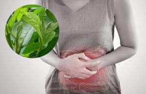 Cách chữa viêm đại tràng bằng lá ổi hiệu quả